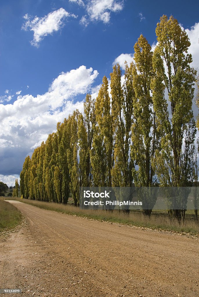 Fila di Poplars - Foto stock royalty-free di Alberato
