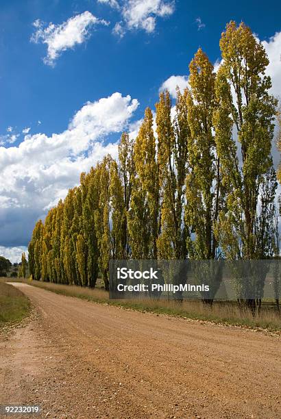 Fila Di Poplars - Fotografie stock e altre immagini di Alberato - Alberato, Albero, Albero deciduo