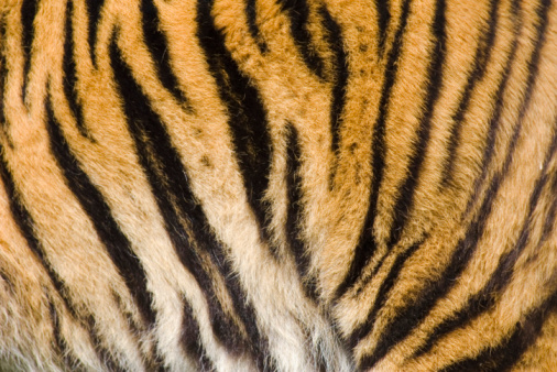 Tiger rayas photo