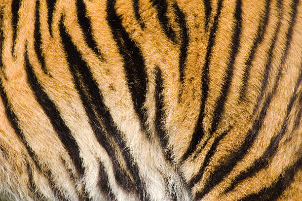 Tiger stripes  tiger stripes stock pictures, royalty-free photos & images