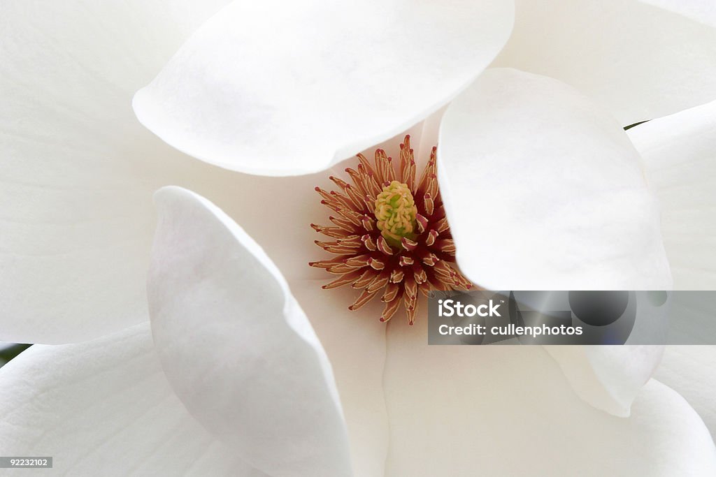 Magnolia Bocciolo - Foto stock royalty-free di Albero