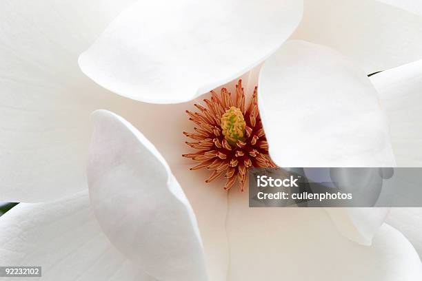 Magnolia Bocciolo - Fotografie stock e altre immagini di Albero - Albero, Ambientazione esterna, Bellezza naturale