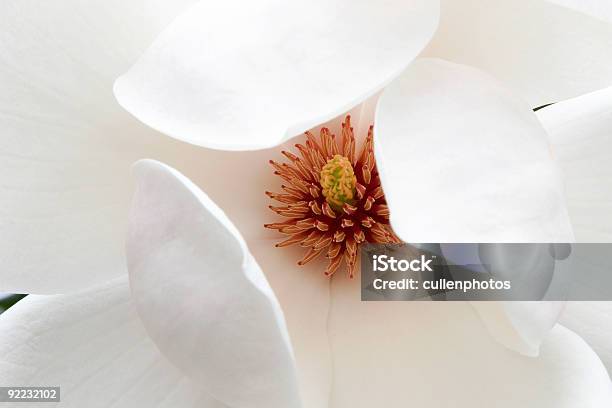 Flor De Magnólia - Fotografias de stock e mais imagens de Ao Ar Livre - Ao Ar Livre, Beleza natural, Branco