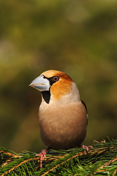 Pozing  hawfinch stock photo