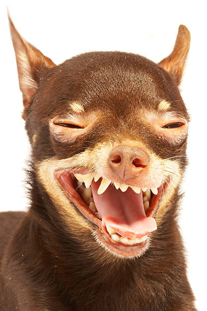 istock Brown chihuahua with ridiculous laugh 92232624