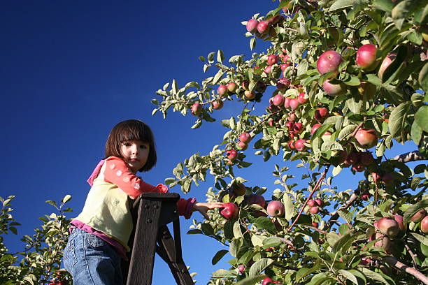 jeune fille dans un verger - apple orchard child apple fruit photos et images de collection