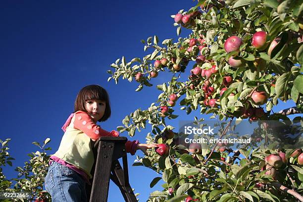 여자아이 있는 Orchard 사과나무 과수원에 대한 스톡 사진 및 기타 이미지 - 사과나무 과수원, 사과, 아이