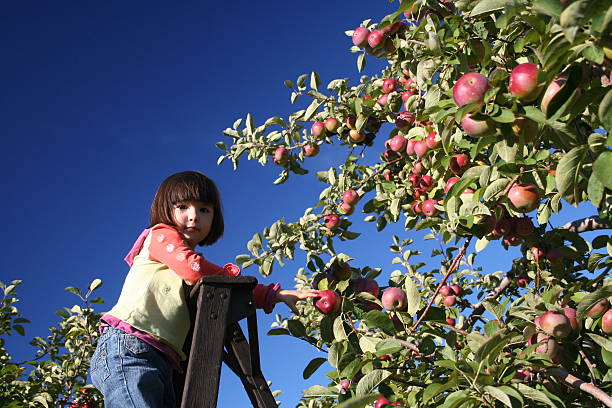Girl in an orchard  montérégie photos stock pictures, royalty-free photos & images
