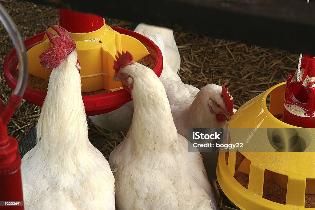 チキンの農場 - カラー画像のロイヤリティフリーストックフォト