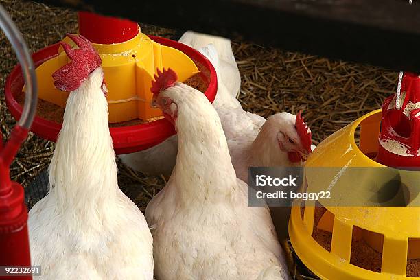 Kurczak Farma - zdjęcia stockowe i więcej obrazów Bez ludzi - Bez ludzi, Biały, Drób