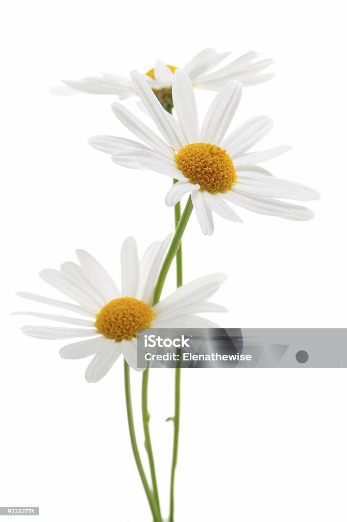 Three daisies on a white background Daisy flowers isolated on white background Botany Stock Photo