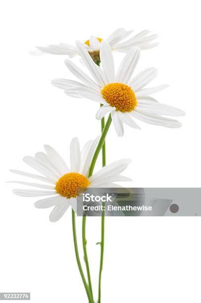 Three Daisies On A White Background Stock Photo - Download Image Now - Botany, Bouquet, Bunch of Flowers