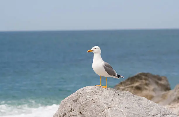 Photo of Seagull sitting on a stone at the seashore