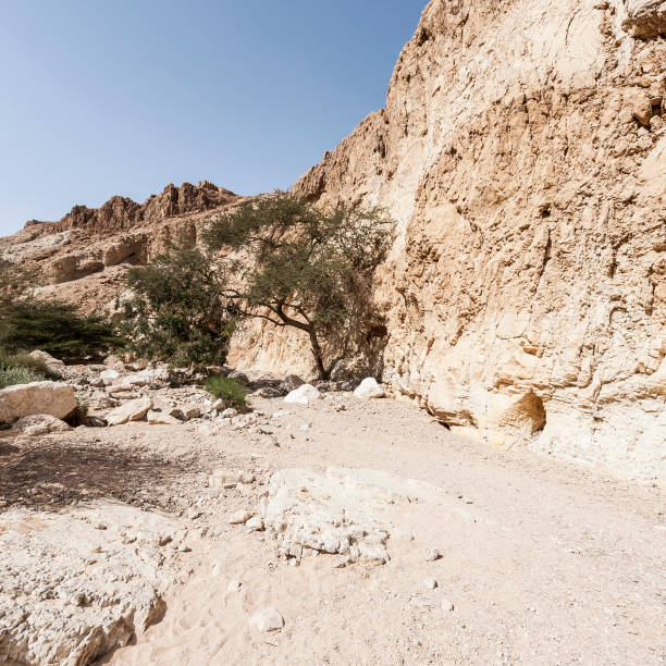 istock Stone desert in Israel 922330364