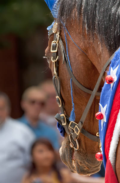 istock Independence Day parade horse 92233070