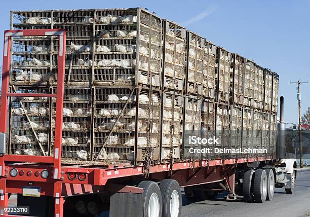 Chicken Truck Stock Photo - Download Image Now - Chicken - Bird, Transportation, Truck