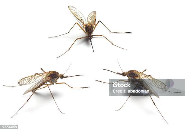 Foto de Três Mosquitos e mais fotos de stock de Animal - Animal, Figura para recortar, Fotografia - Imagem