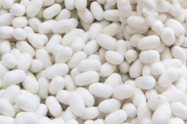 istock white cocoon balls background, raw material for silk cloths in Thailand 922335542