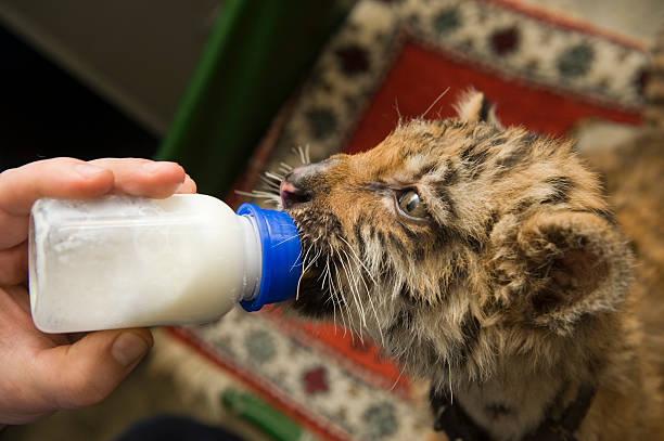 Bengal tiger cub suck milk from bottle from human hand: More images about tiger: