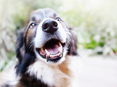 Ríe feliz mascota perro Border Collie photo