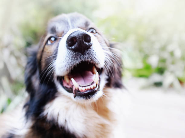 Happy pet Border Collie dog laughs A contented old Border Collie had his mouth open, seeming to laugh as he sits in a garden. animal nose stock pictures, royalty-free photos & images