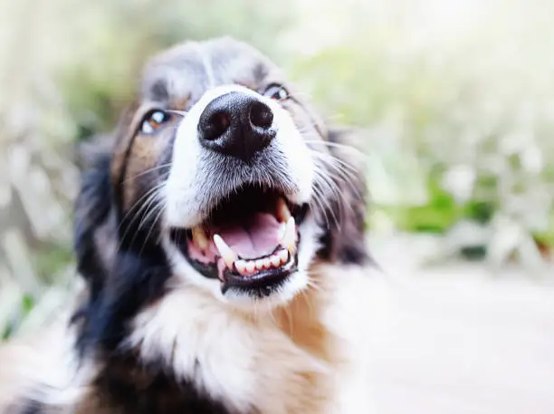 A contented old Border Collie had his mouth open, seeming to laugh as he sits in a garden.