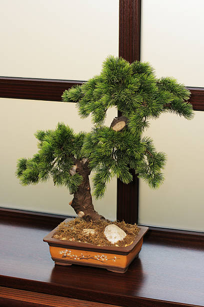 japoński dwarfish pine - pygmean zdjęcia i obrazy z banku zdjęć