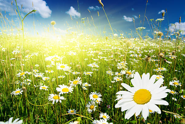 istock field of daisies 92233942