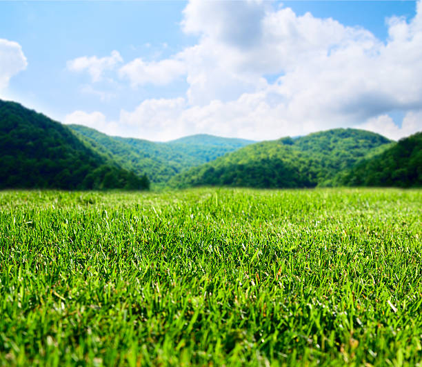 istock summer green field and mountains 92233951