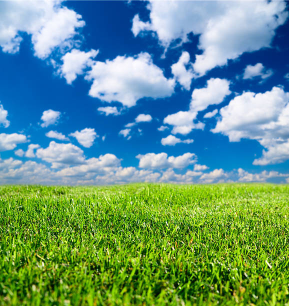 istock field of grass and perfect sky 92233955
