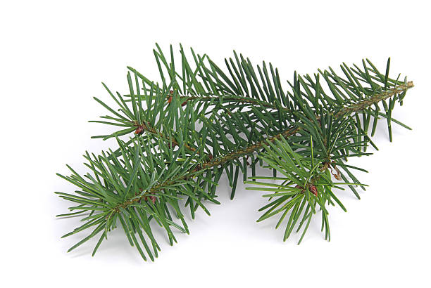 istock Green fir branch on white background 92234077