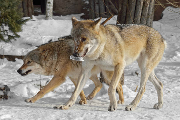 istock Grey wolves (Canis lupus). Couple in winter 922341170