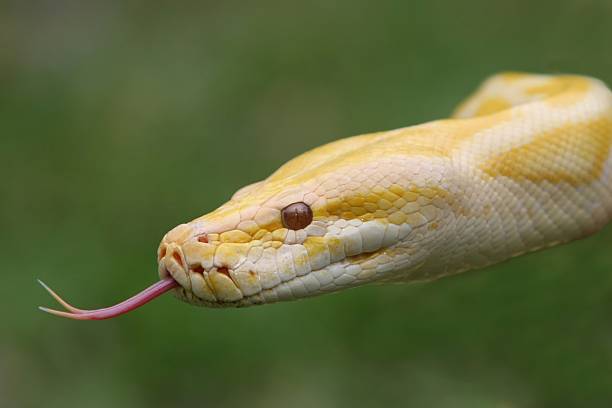 Burmese Python Snake stock photo