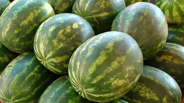 display of watermelons on a market