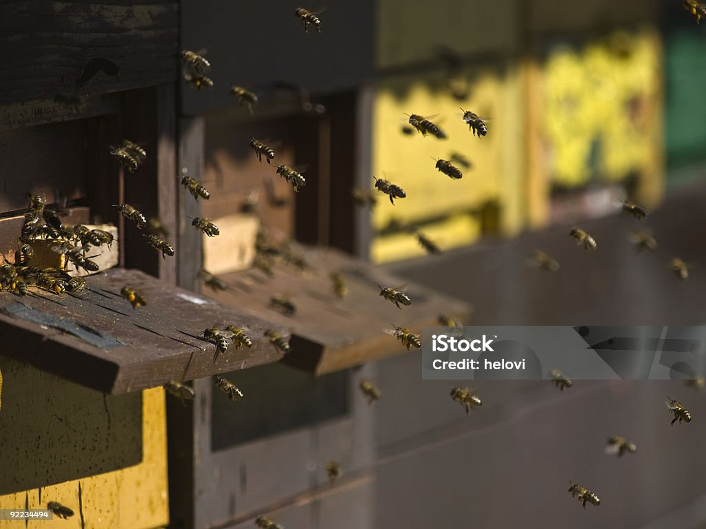 Journée de travail - Photo de Abeille libre de droits