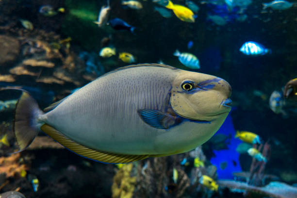 istock Bignose unicornfish (Naso vlamingii) sea and ocean fish 922348132