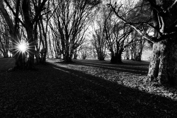 istock Trees in Canfaito forest (Marche) at sunset with low sun filtering through and long shadows 922348270