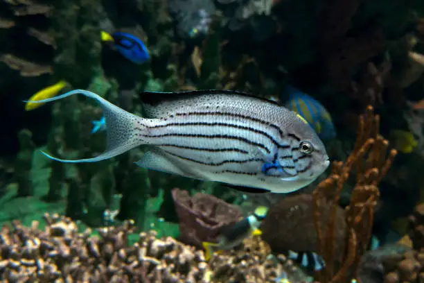 Photo of Lamarck's Angelfish, Genicanthus lamarck - tropical sea and ocean fish