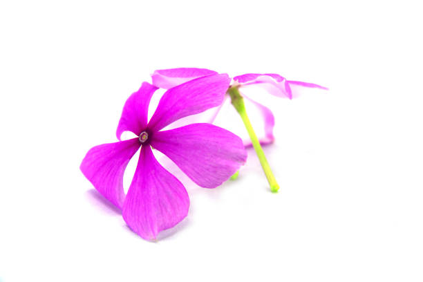 istock Vinca rosea flower isolated on white background. 922349110