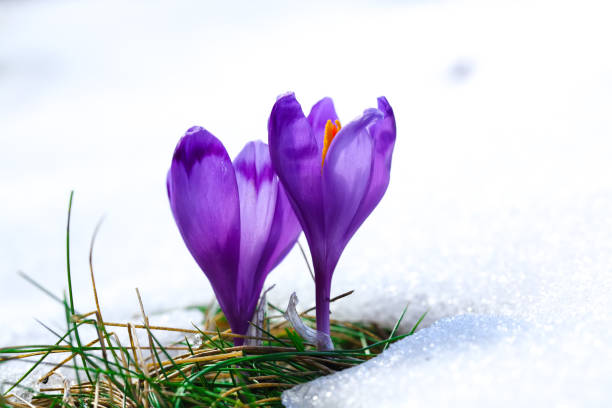istock Purple crocus flowers in snow awakening in spring 922352732