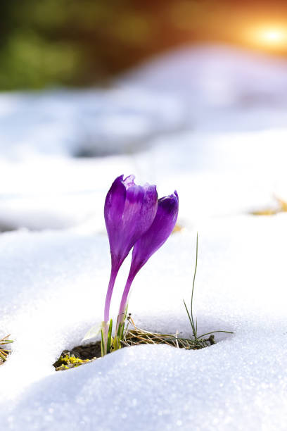 lila krokus blüten im schnee im frühling erwachen - harbinger stock-fotos und bilder