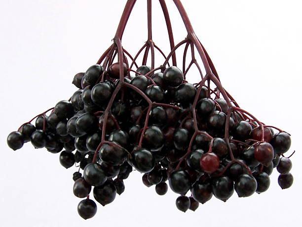 bacca di sambuco - wine rack grape liquor store vineyard foto e immagini stock