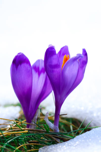 istock Purple crocus flowers in snow awakening in spring 922353946