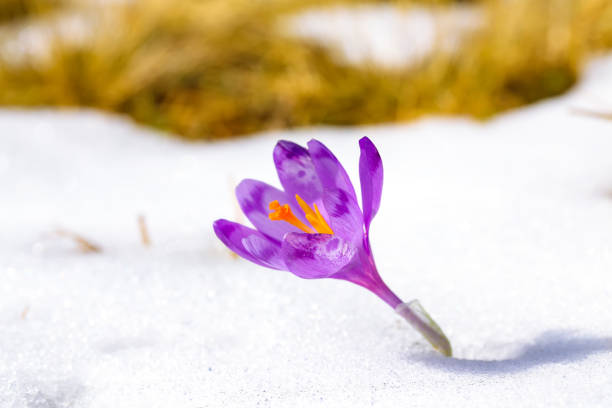 istock Purple crocus flowers in snow awakening in spring 922354796