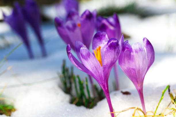 istock Purple crocus flowers in snow awakening in spring 922355304