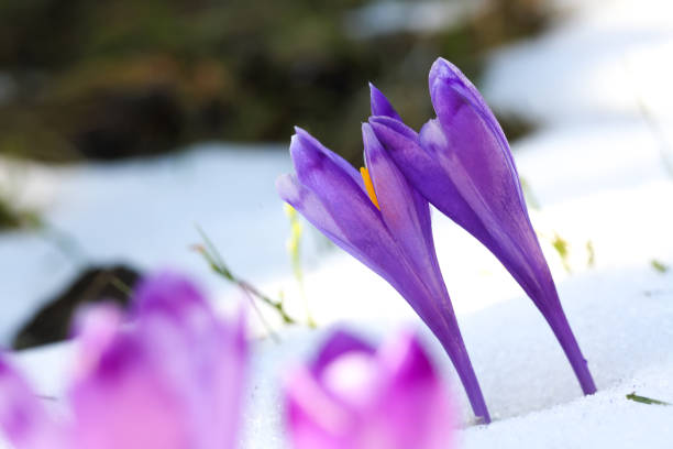 istock Purple crocus flowers in snow awakening in spring 922355336
