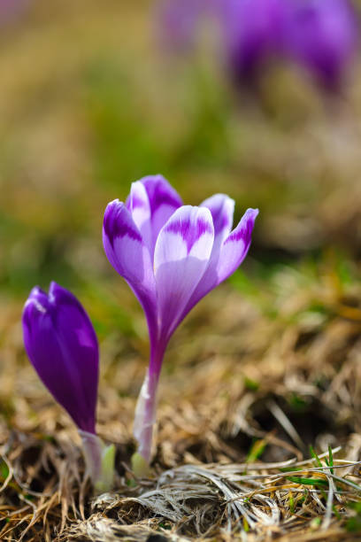 istock Purple crocus flowers in snow awakening in spring 922356292
