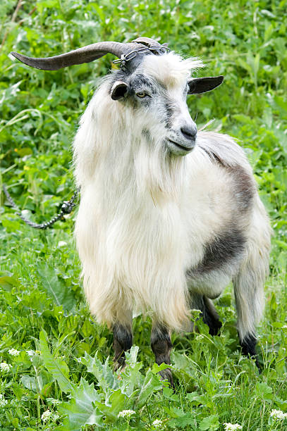 istock male goat grazing 92235791