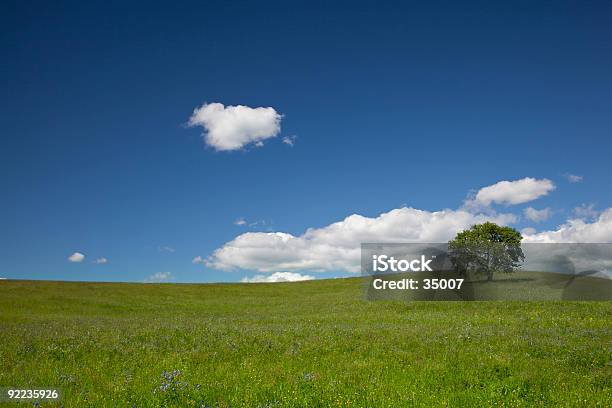 Lonely Tree — стоковые фотографии и другие картинки Весна - Весна, Возвышенность, Горизонт