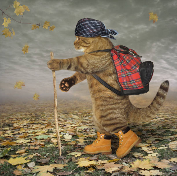 The cat tourist in boots walks in the park. A stick is in his paw.